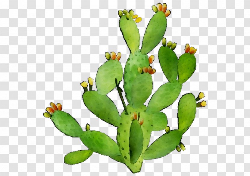 Barbary Fig Eastern Prickly Pear Plant Stem Plants - Succulent - Flower Transparent PNG