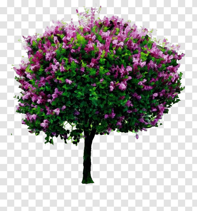 Tree Transparency Common Lilac Shrub Syringa Meyeri - Woody Plant - Red Bud Cut Flowers Transparent PNG