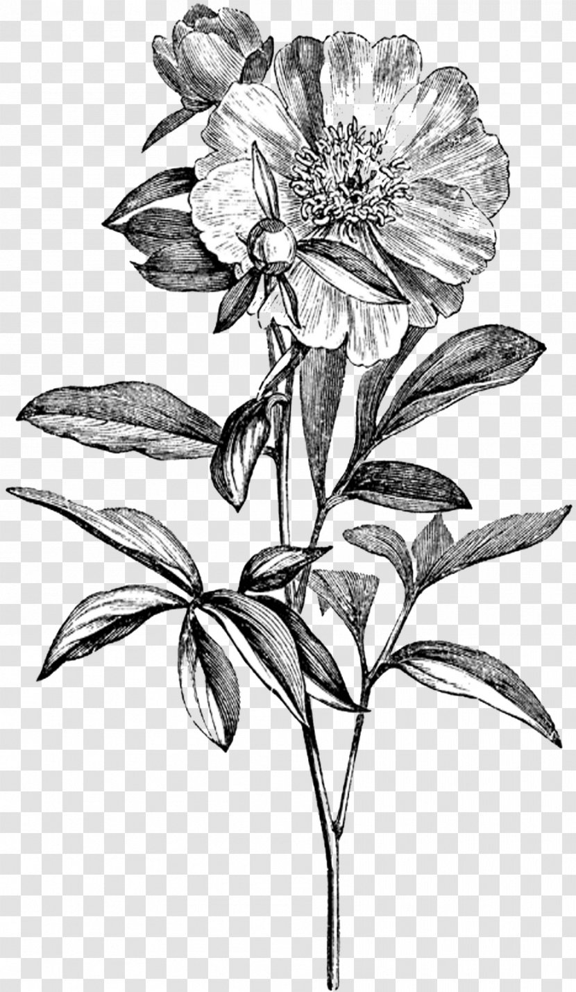 Peony Botany Drawing Clip Art - Botanical Illustration Transparent PNG