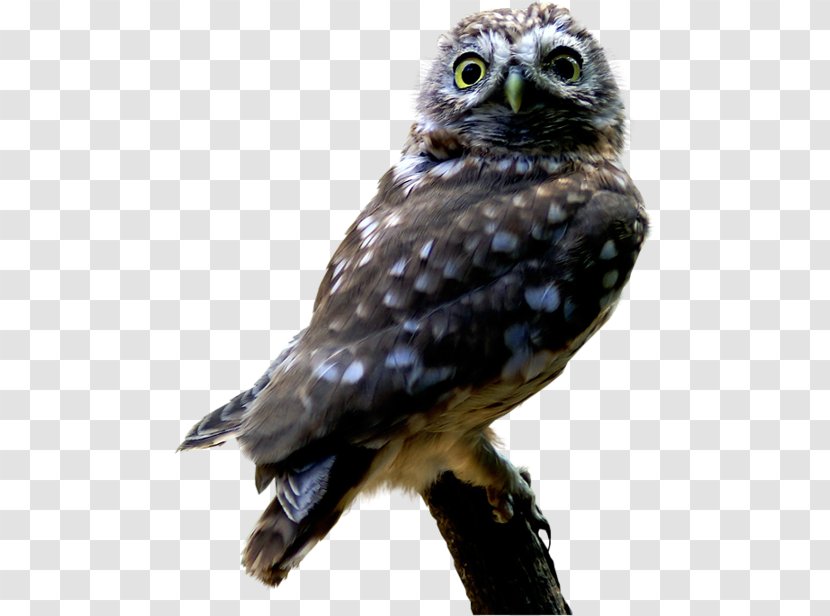 Owl Bird Of Prey Beak Feather - Photography Transparent PNG