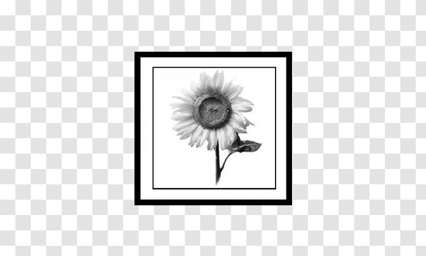 Painting Black And White Picture Frame - Monochrome - Sunflower Paintings Transparent PNG