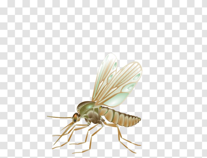 Mosquito Fly Vector Insect - Stock Photography Transparent PNG