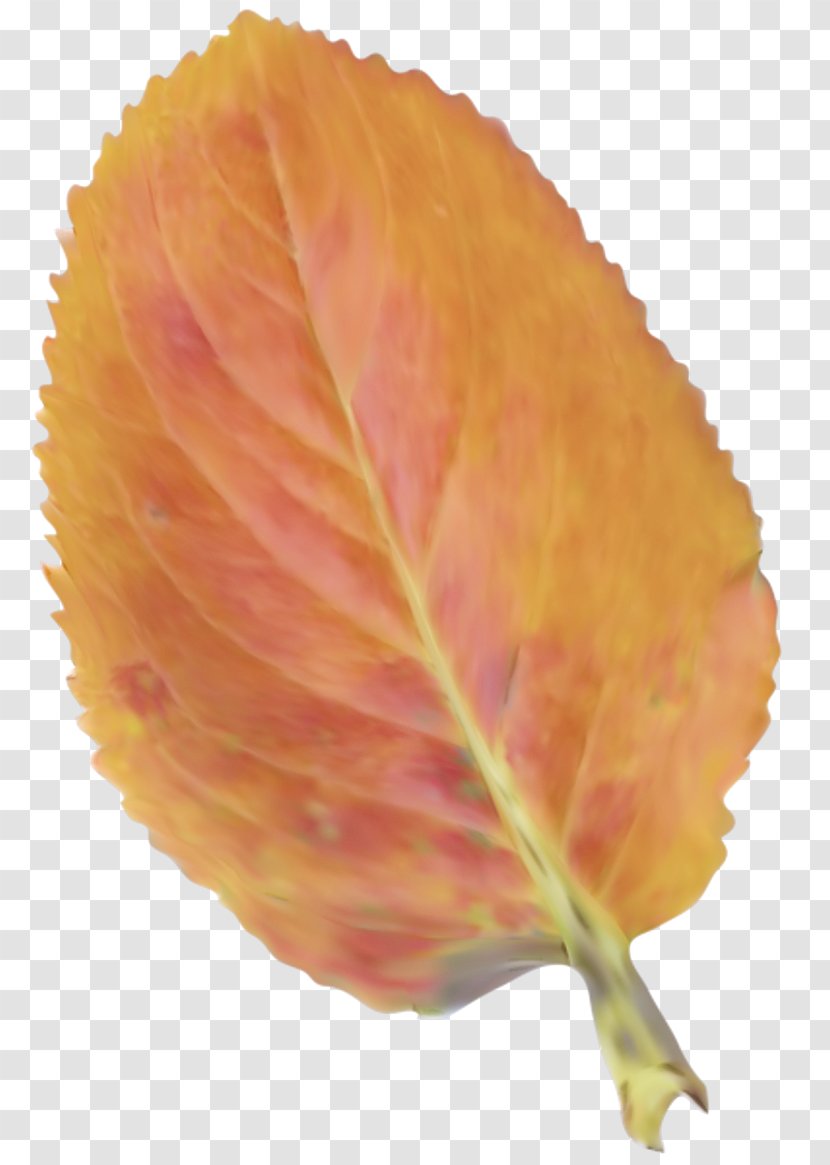 Orange - Flower - Deciduous Transparent PNG