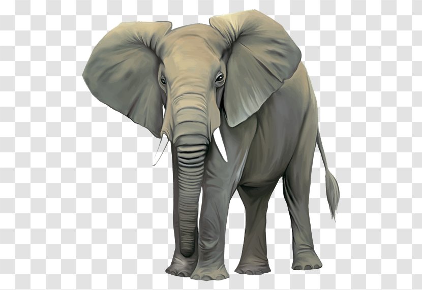 African Bush Elephant Asian Clip Art - Elephants And Mammoths Transparent PNG