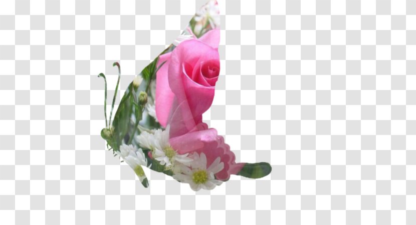 Garden Roses Cabbage Rose Cut Flowers Mat Floral Design - Flower Bouquet - Grand Pas Transparent PNG