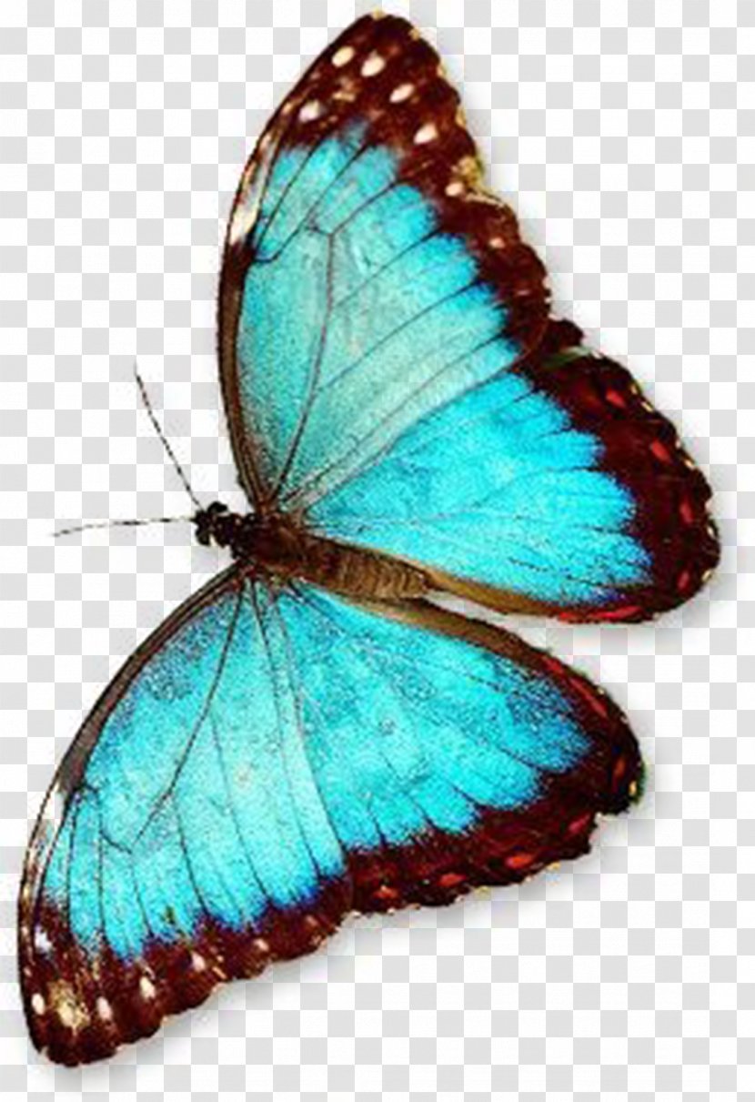 Butterfly - Blue - Tints And Shades Transparent PNG
