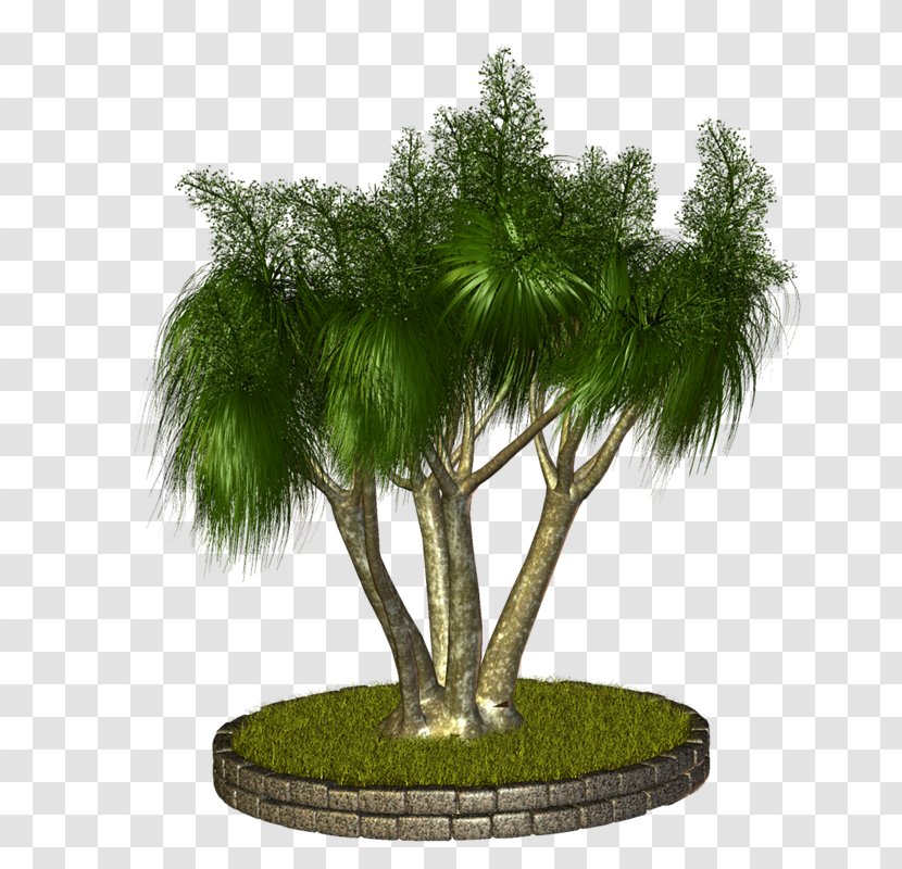Arecaceae Tree Plant Asian Palmyra Palm - Bonsai - Vf Transparent PNG
