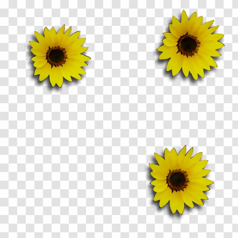 Yellow Sunflower - Cuisine Transparent PNG