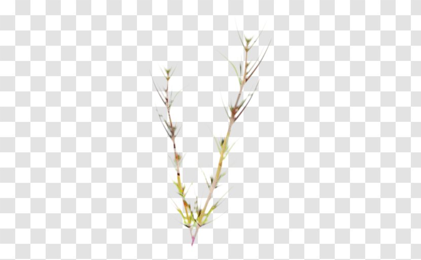 Family Tree Background - American Larch - Pedicel Transparent PNG