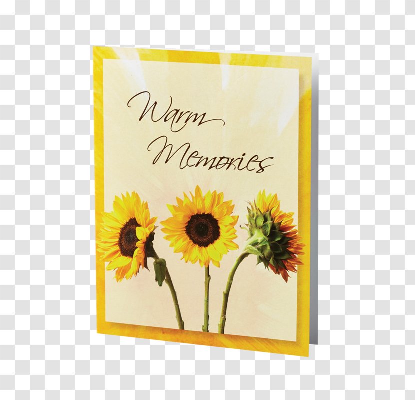Common Sunflower Stock Photography Plant Stem - White - Flower Transparent PNG