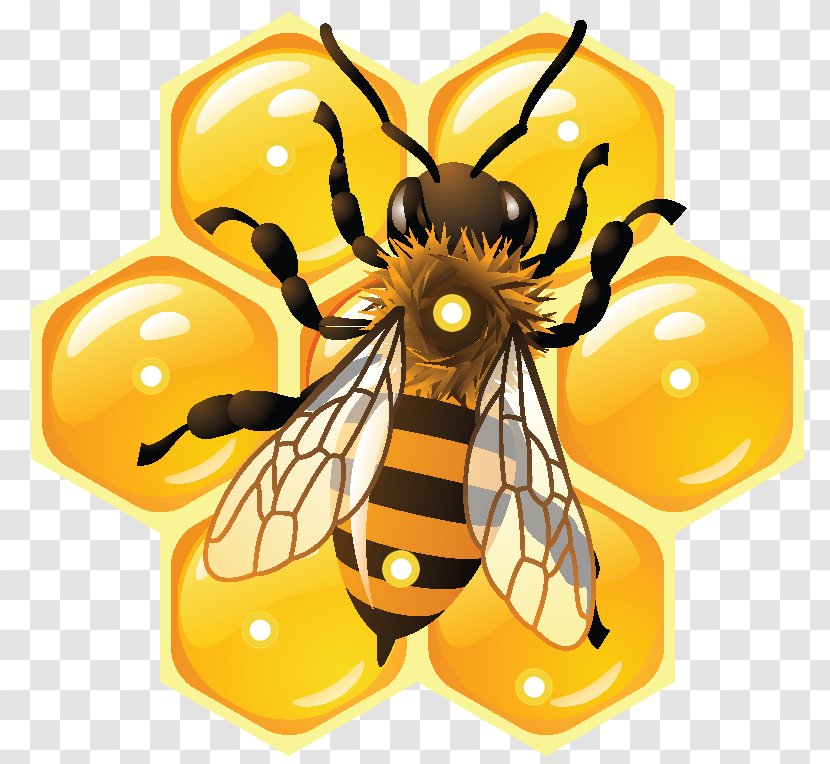 Honey Bee Beehive Social Media - Butterfly Transparent PNG