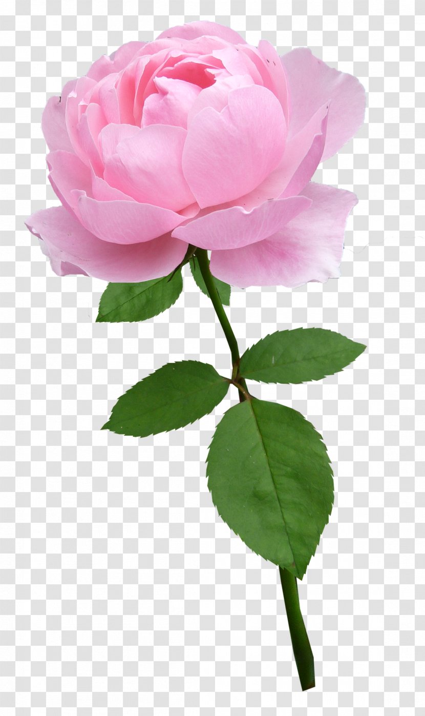Garden Roses Centifolia Floribunda Flower - Pink Transparent PNG