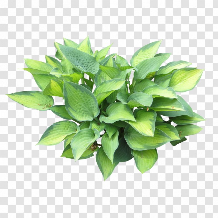 Embryophyta Plantain Lilies - Tree - Bushes Transparent PNG