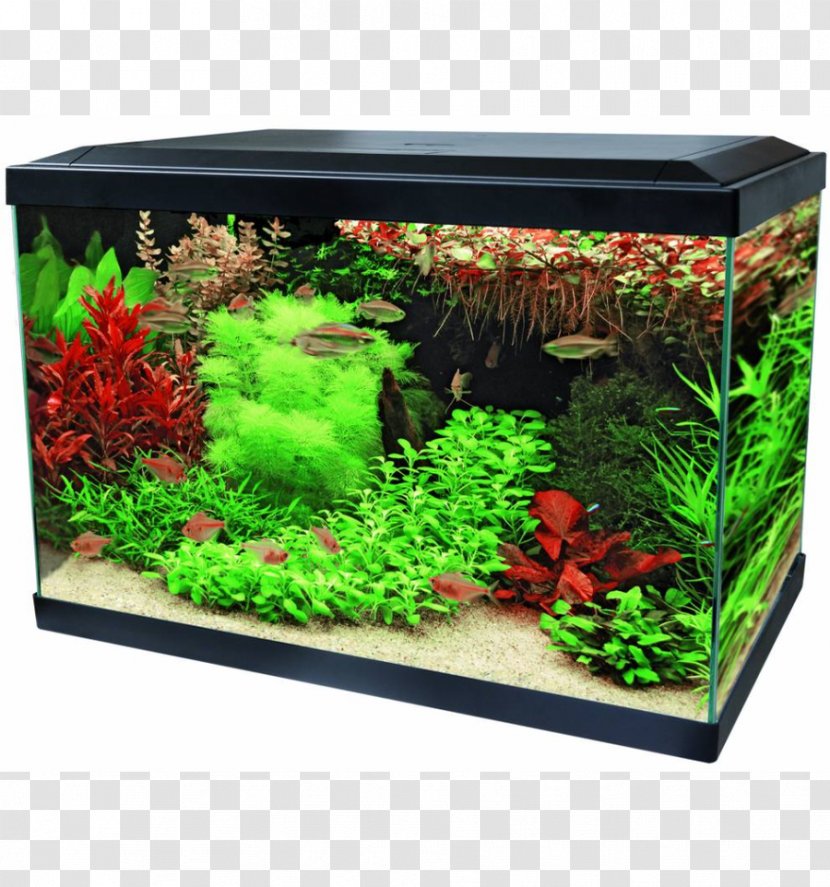 Fish And Aquarium Aqua HOME 40 Negro O Blanco - Fishkeeping - 47 X 25 42,5 Cm40 LAqua GoldfishFish Transparent PNG