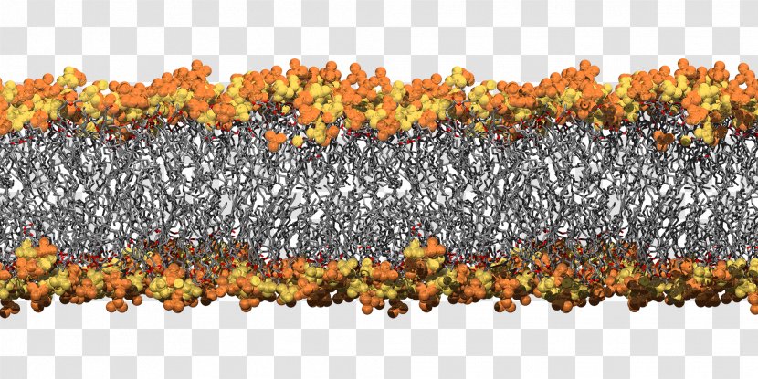 Cell Membrane Biological Bacteria University Of Queensland Simulation - Grass Transparent PNG