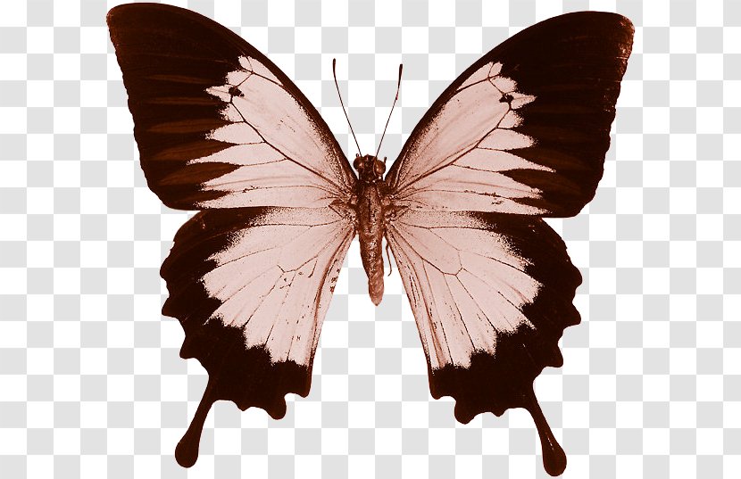 Swallowtail Butterfly Insect Papilio Ulysses Cithaerias Pireta - Moth Transparent PNG