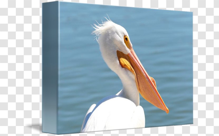 Pelican Products Beak Feather - Bird Transparent PNG