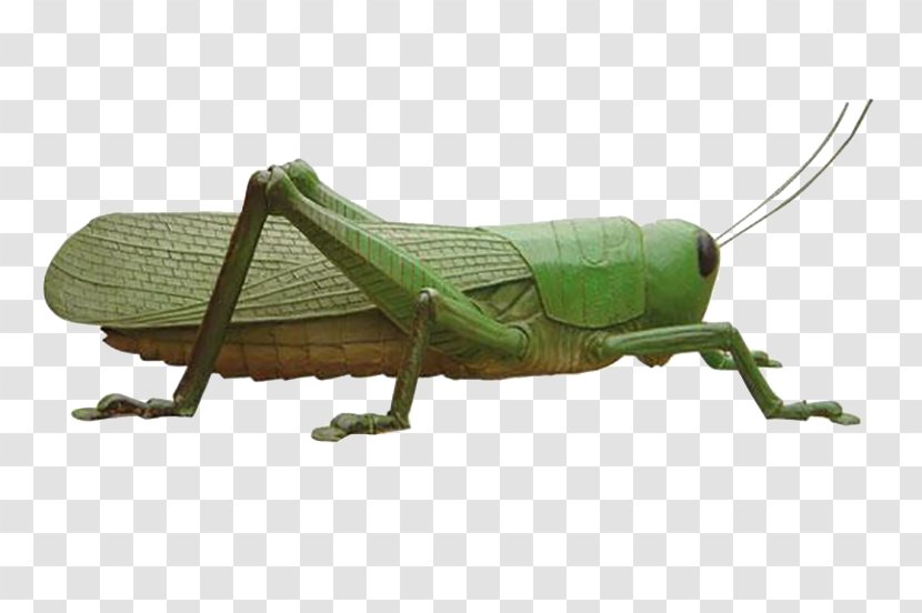 Grasshopper Locust Insect Caelifera - Invertebrate Transparent PNG