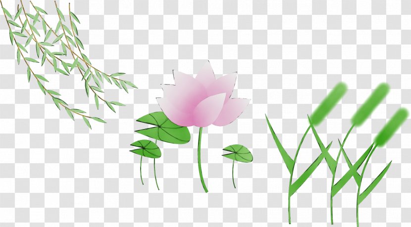 Floral Design - Anemone - Wildflower Transparent PNG