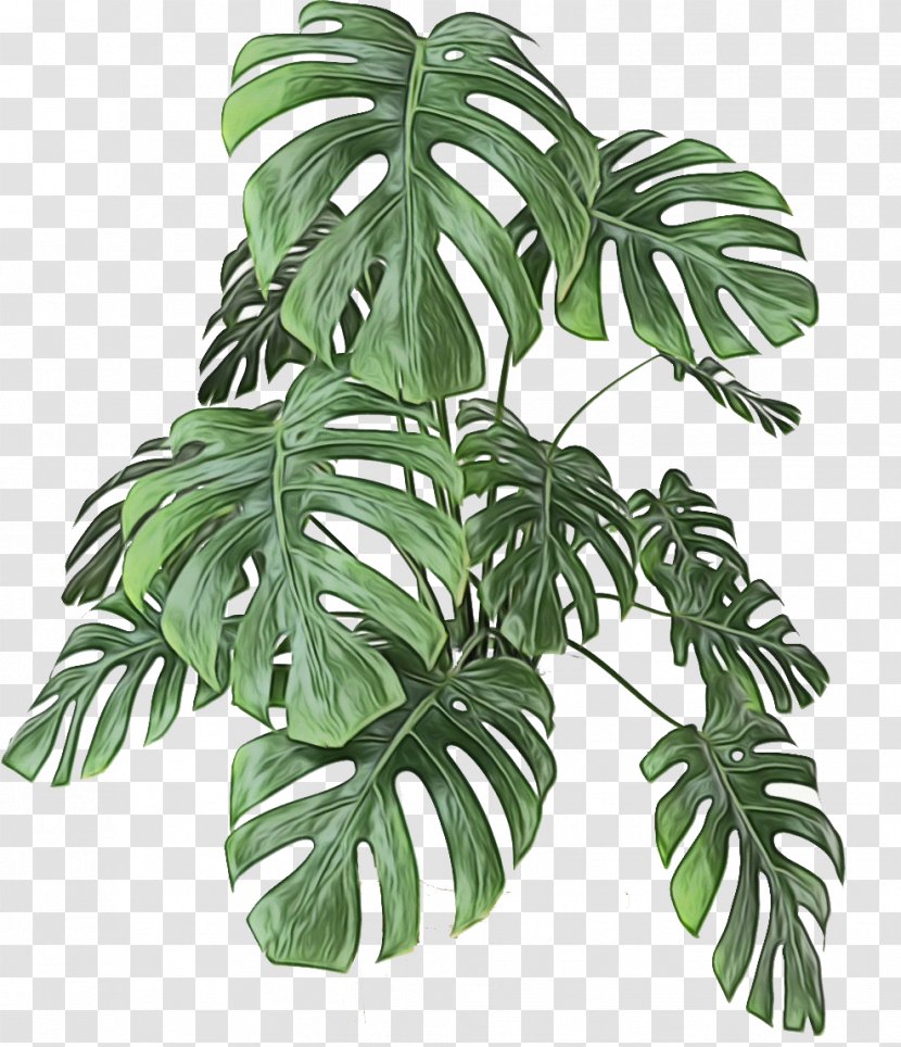 Monstera Deliciosa Leaf Plant Houseplant Flower - Terrestrial Arrowroot Family Transparent PNG