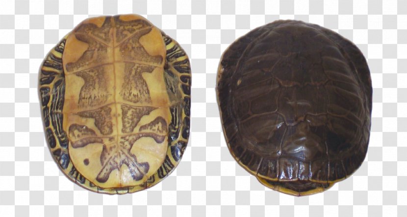 Box Turtles Tortoise - Reptile - Painted Turtle Transparent PNG