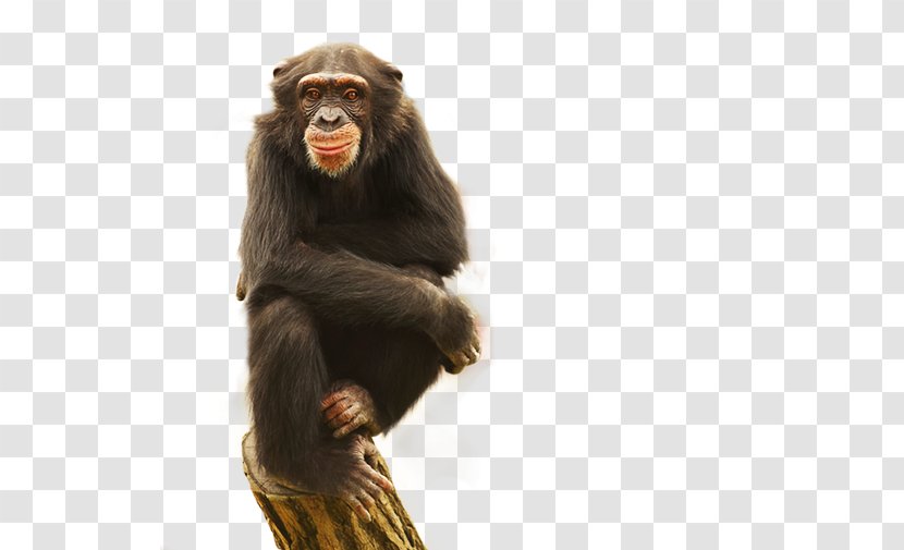 Common Chimpanzee Gorilla Monkey Blessed - Animal Transparent PNG
