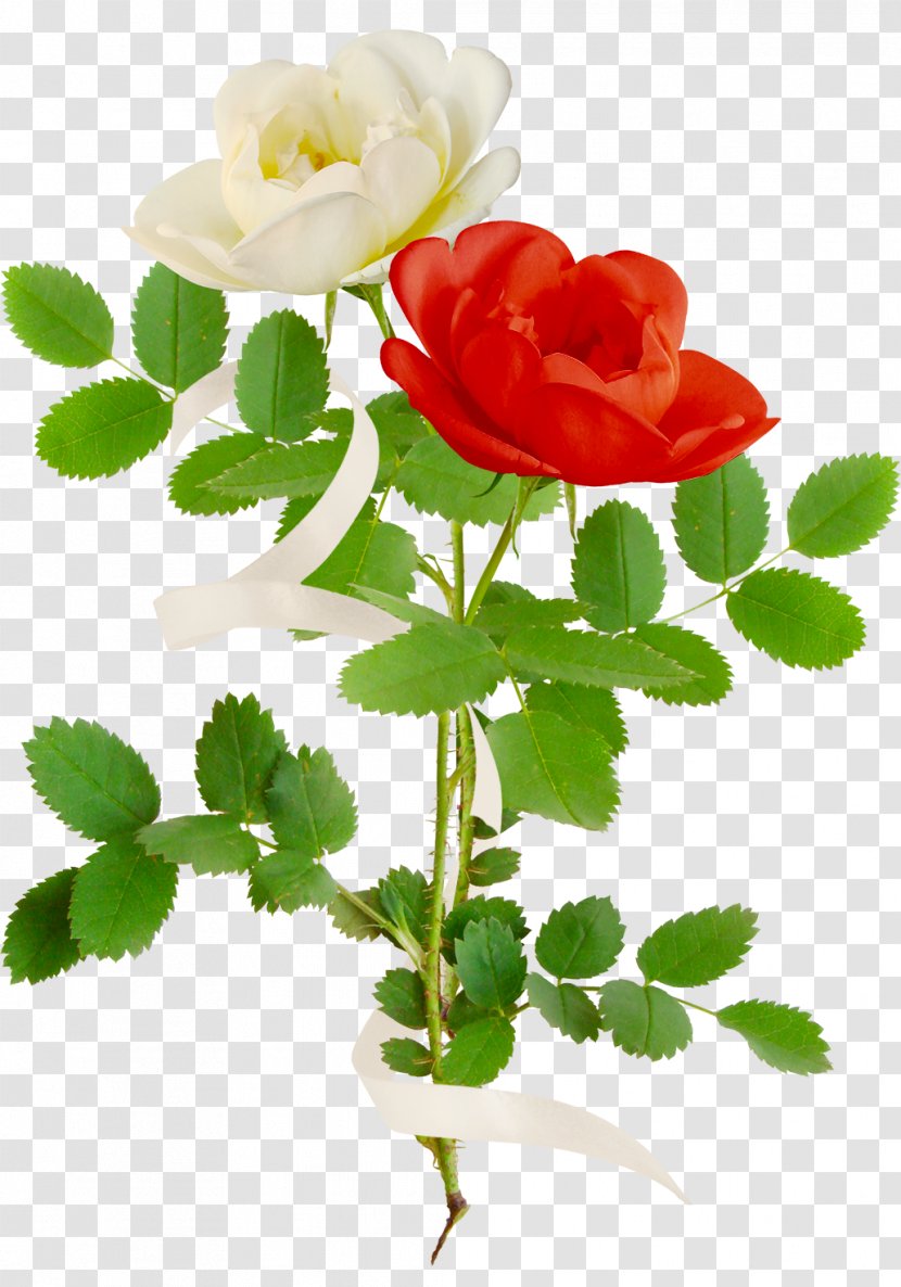 Garden Roses Flower Painting Clip Art - White - Pink Rose Transparent PNG