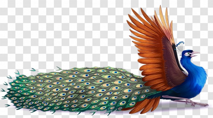 Feather - Beak - Tail Transparent PNG