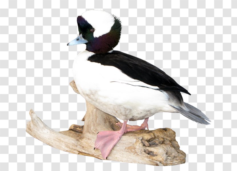 Mallard Seaducks Fauna Beak - Ducks Geese And Swans - Duck Transparent PNG