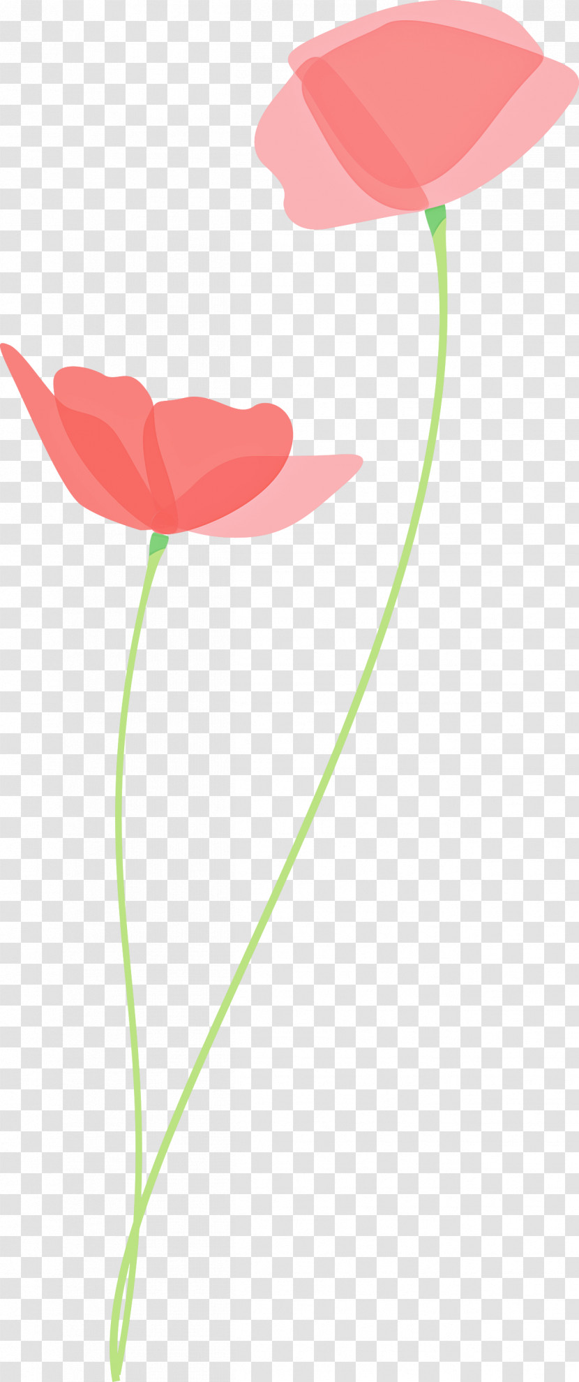 Poppy Flower Transparent PNG