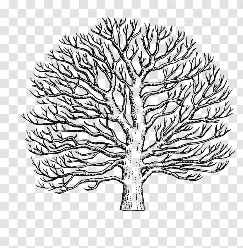 Branch American Sycamore Western Line Art Drawing - Cartoon - Tree Transparent PNG