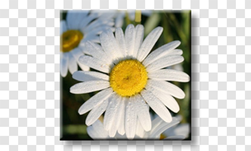 Oxeye Daisy Obedient Plant Perennial Bugleherb Chrysanthemum - Yellow Transparent PNG