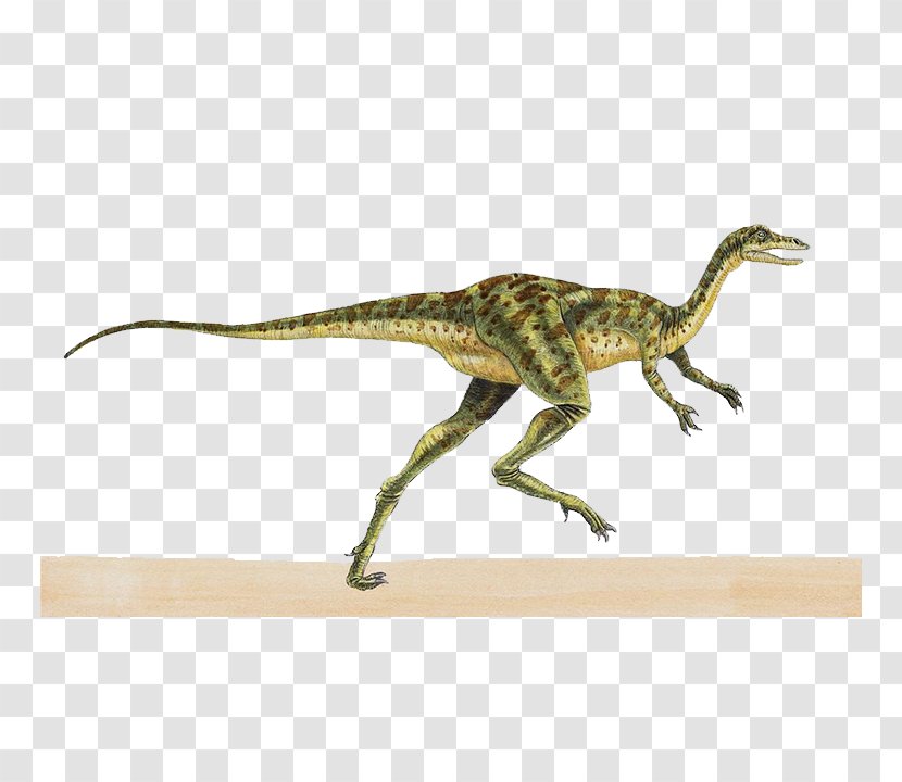 Coelurus Theropods Kimmeridgian Richardoestesia Pelorosaurus - Tyrannosaurus - Pale Dinosaur Transparent PNG