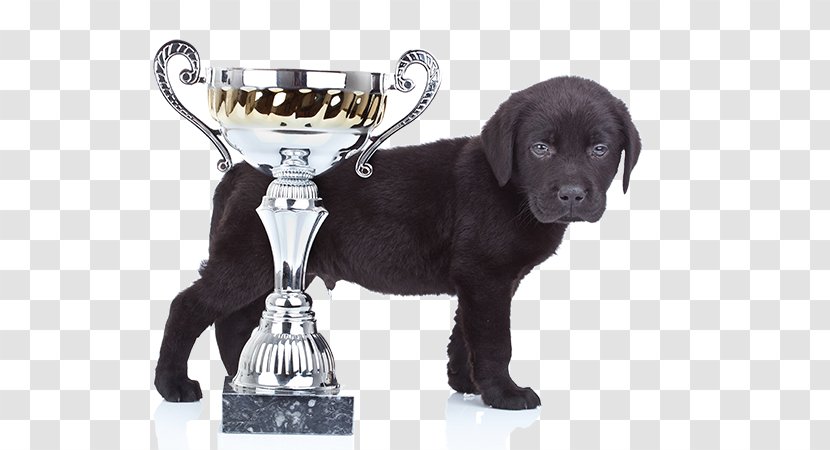 Labrador Retriever Puppy Dog Breed Companion Pet - Flea - Winner Transparent PNG