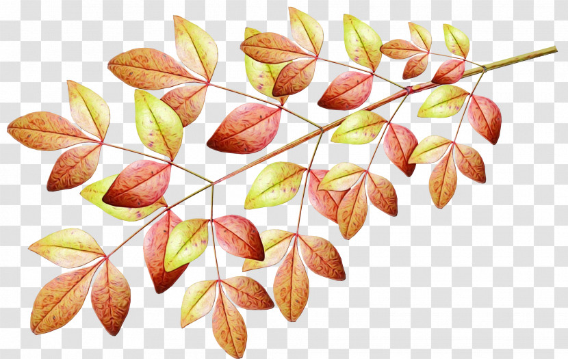 Leaf Twig Petal Science Plant Structure Transparent PNG