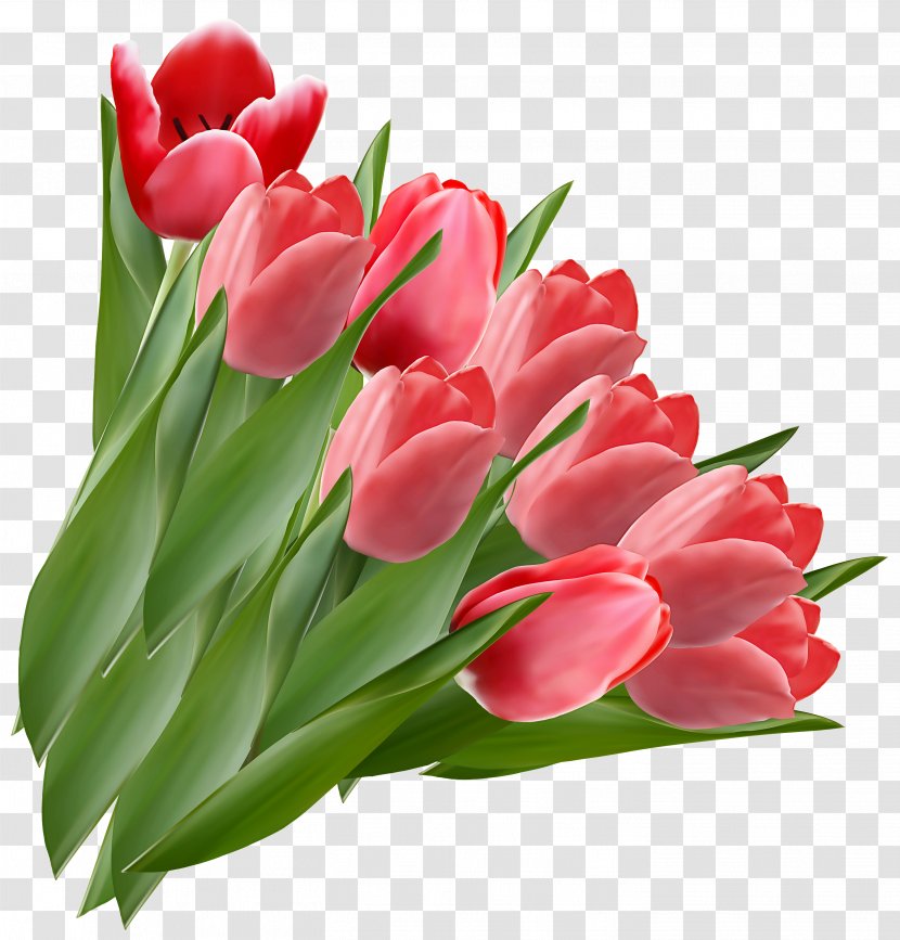 Flower Tulip Flowering Plant Petal Pink - Leaf Cut Flowers Transparent PNG