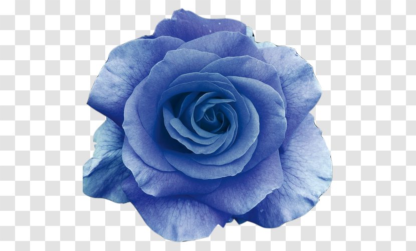 Flower Bouquet Blue Rose Wallpaper - Plant Transparent PNG
