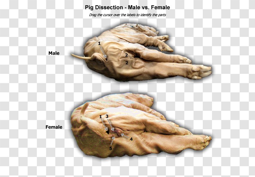 Fetal Pig Guinea Anatomy Dissection - Surface Transparent PNG