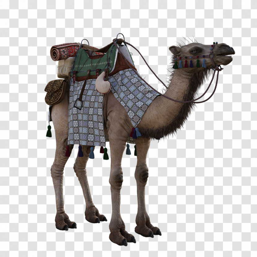 Camel Camelid Arabian Camel Horse Tack Brown Transparent PNG