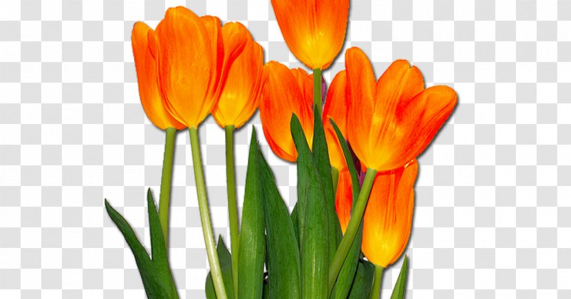 Tulip Orange Cut Flowers Desktop Wallpaper - Crocus Transparent PNG