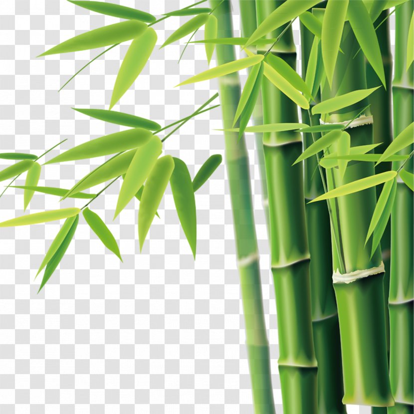 Bamboo Bamboe Icon - Resource Transparent PNG