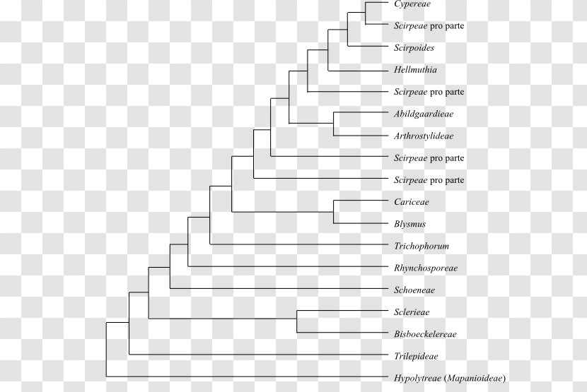 Phylogenetics Cladogram Phylogenetic Tree Cyperaceae Deschampsia Antarctica - Cartoon - Silhouette Transparent PNG