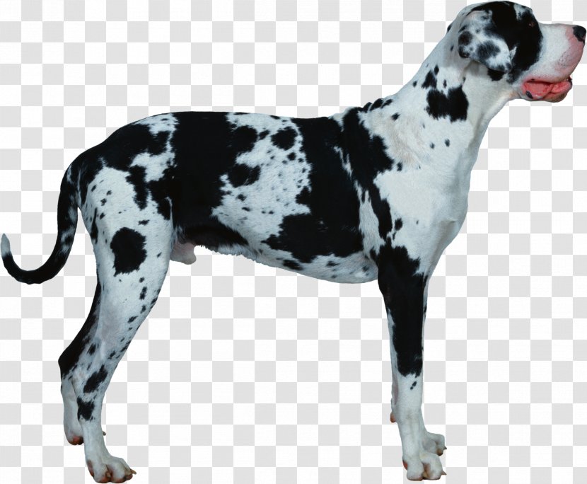 Great Dane Old Danish Pointer Dog Breed Catahoula Cur Lhasa Apso - Like Mammal - Super Transparent PNG