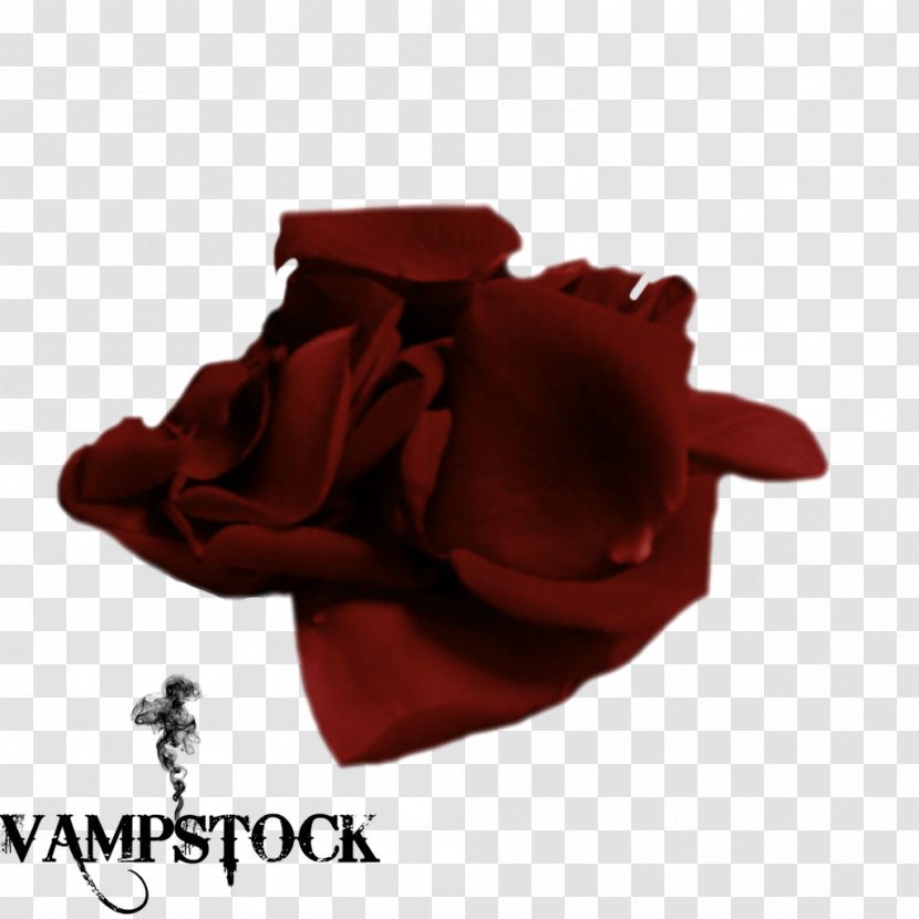 Adobe Photoshop Image Transparency Information - Garden Roses - Red Rose Petal Transparent PNG