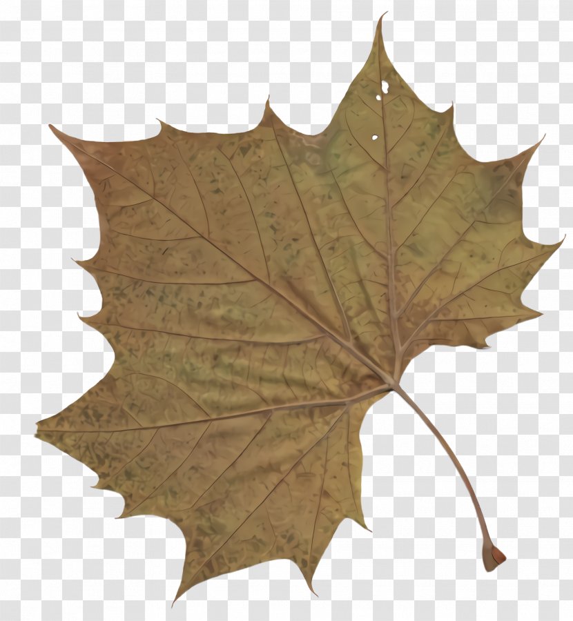 Maple Leaf - Scarlet Oak Woody Plant Transparent PNG