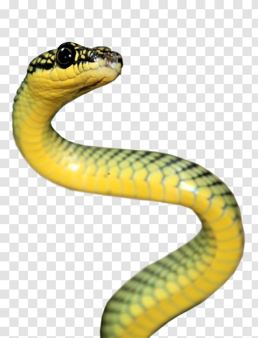 Rattlesnake Reptile Vipers Elapidae - Viper - Anaconda Transparent PNG