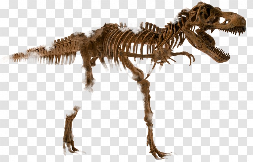 Tyrannosaurus Dinosaur Human Skeleton Velociraptor Transparent PNG