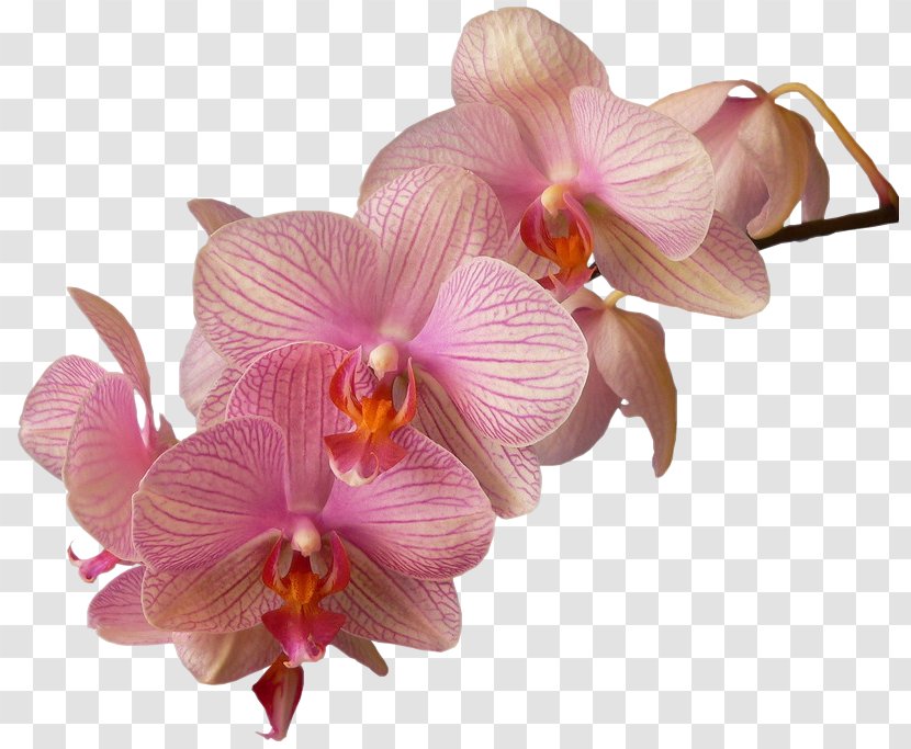 Moth Orchids Dendrobium Flower - Cattleya Transparent PNG