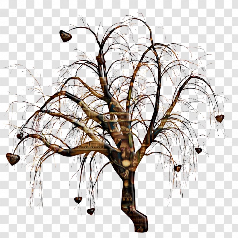 Tree Branch - Photography Transparent PNG