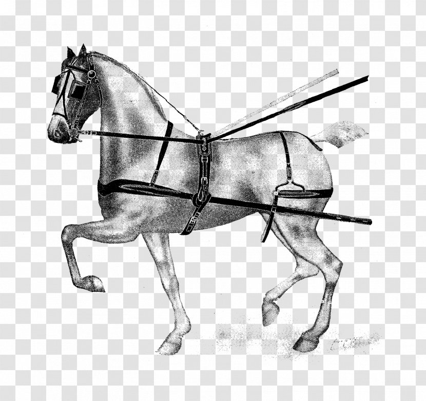 Horse Mule Pony Bridle Rein - Racing Transparent PNG